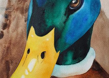 VIDÉO aquarelle – Le canard iridescent