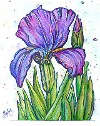 Ginette Ash - Iris mauve et rose